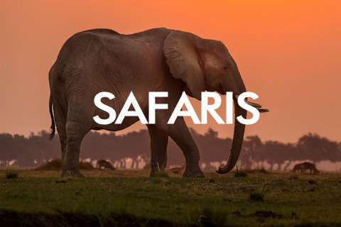 Safaris